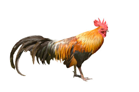 Beautiful rooster isolated on white background