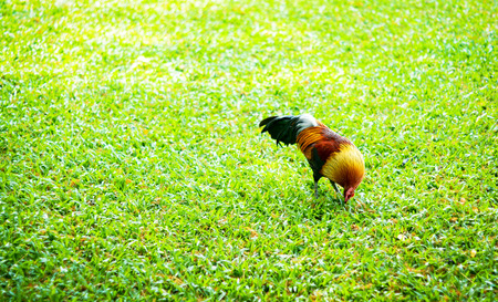 Colorful rooster with natural feed on grassの写真素材