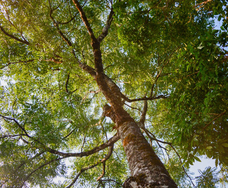 Big tree low angle view.Under the tree in forest and sky background