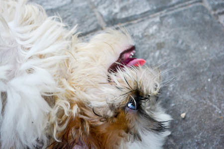 Cute close up Shih Tzu dog relaxing and resting on groundの写真素材