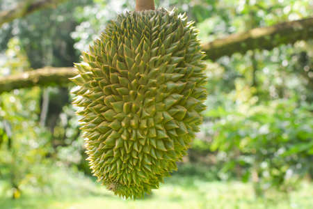 Fresh durian in garden.Asian fruits with nature landscapeの写真素材