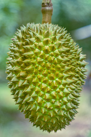 Durian fruit.Fresh durian.King of fruits.