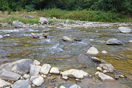 Stones in the river flowing next to the forest
