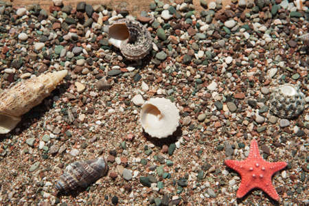 Sea shells and starfish is on the sandの写真素材