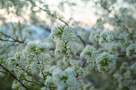 Spring nature background flowering. Apple blossomの写真素材
