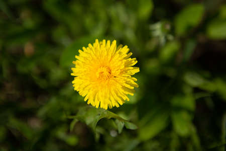 A single yellow dandelion close-up in grassの写真素材