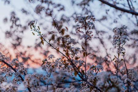 Blooming apricot twigs. Beautiful white flowers against the blue sky on sunset.の写真素材