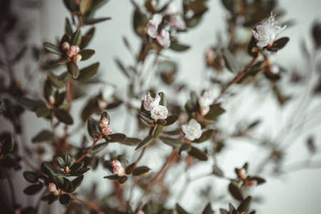Spring first flower blossom. Small white flowers and green leaves. Floral backgroundの写真素材