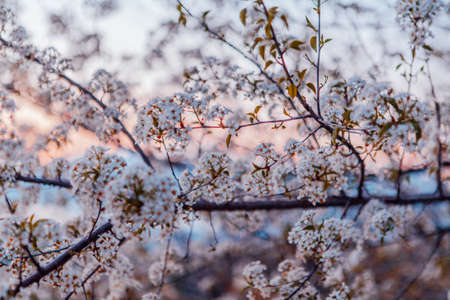 Blooming apricot twigs. Beautiful white flowers against the blue sky on sunset.の写真素材