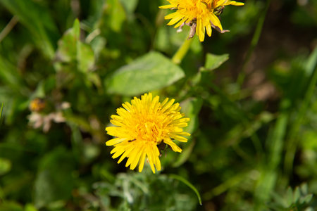 Yellow dandelions on a green meadowの写真素材