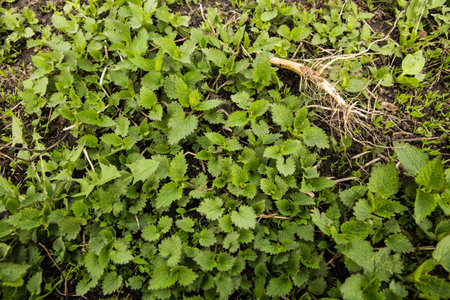 Green young nettles in late spring. Stinging nettle as green grass backgroundの写真素材