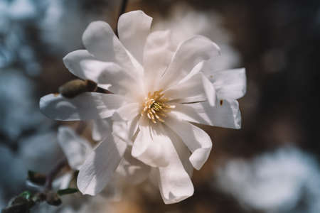 White Magnolia flower blosso photo closeup. White flowering blossoms of white star magnolia stellata on a blurred background in spring morningの写真素材