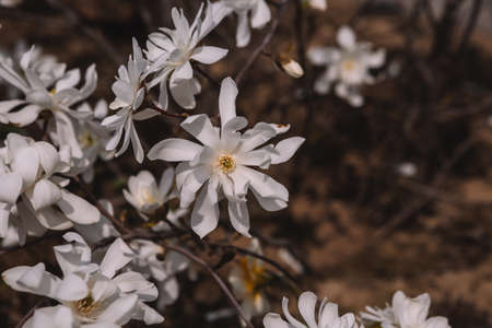 White flowering blossoms of white star magnolia stellata on a blurred background in spring time sunny march morning. White magnolia wedding backgroundの写真素材