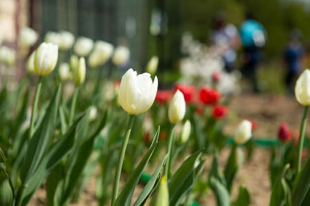 White and red tulips. Beautiful tulips blossom in the garden. Spring background. Texture from Tulips. Background from Tulips flowers and green leaves with sunlightの写真素材