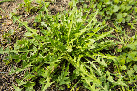 Dandelion leaves on the ground in nature close-up Green dandelion leaves, spring grass.の写真素材