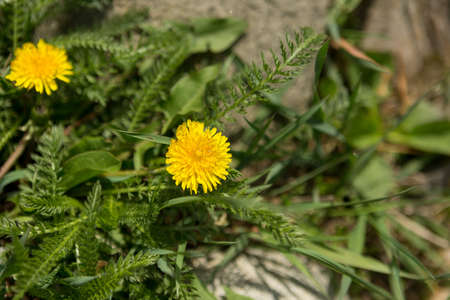 Yellow cute flowers of dandelion. Dandelion flowers in the blurry green background. Yellow flowers in the yardの写真素材