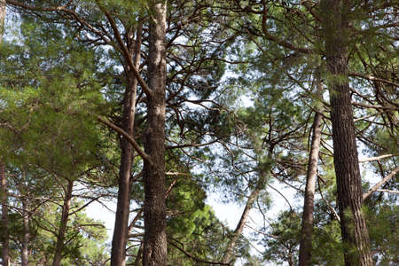 Pine forest on a sunny dayの写真素材