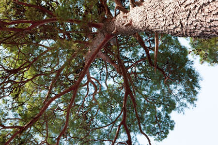 Beautiful tall pine tree. High quality photoの写真素材