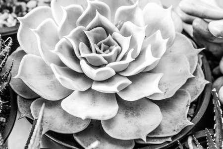 Succulent echeveria plant macro background, Close-upの写真素材