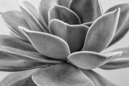 Gray succulent echeveria plant macro background, Close-upの写真素材