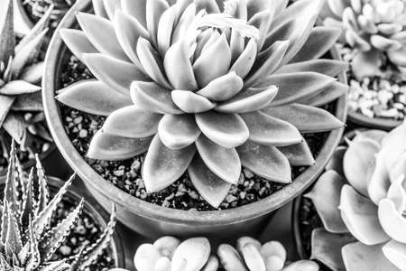 Succulent echeveria plants macro background, Close-upの写真素材