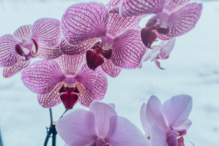 A blooming pink orchid of genus phalaenopsis. Sky-blue background with pink and purple orchid flowers branchの写真素材