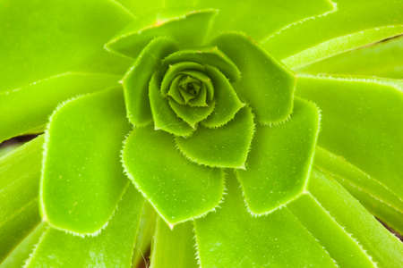 Closeup view of Aeonium Canariense beautiful rosette of green leaves. Succulent plants of Aeonium Arboreumの写真素材
