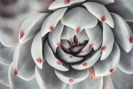 Beautiful ornamental sky-blue succulent with thick funny leaves, close-up. Rosette of Echeveria Parva plantの写真素材