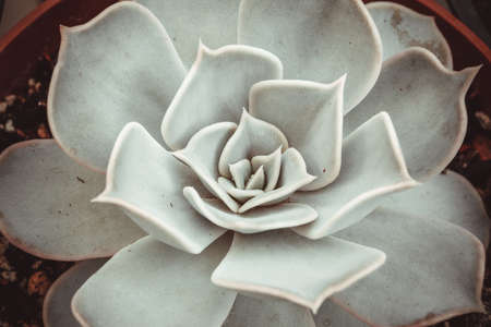 Beautiful ornamental white echeveria succulent with thick funny leaves, close-up. Rosette of white Echeveria Lilacinaの写真素材