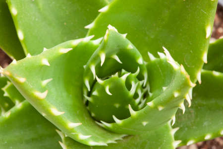 Ornamental green succulent with thick prickly leaves. Close-up of Aloe Ferox plantの写真素材