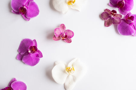 Orchids flowers on white background close up. Phalaenopsis orchid flowers of white color and purple color on a white background. Orchid Flower Backgroundの写真素材
