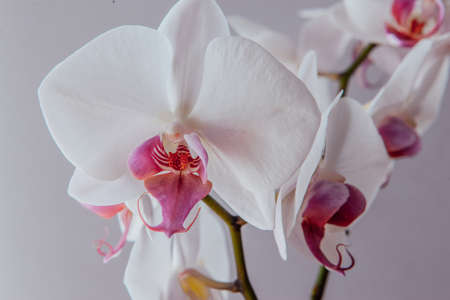 White orchids flowers on grey background, close up. A bloom phalaenopsis plantの写真素材