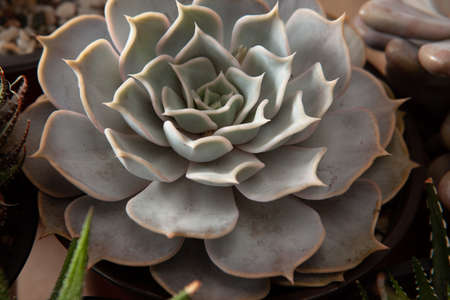 Closeup view of beautiful rosette Echeveria of white leaves. Composition of white thick funny leaves of succulent plant. High quality photoの写真素材