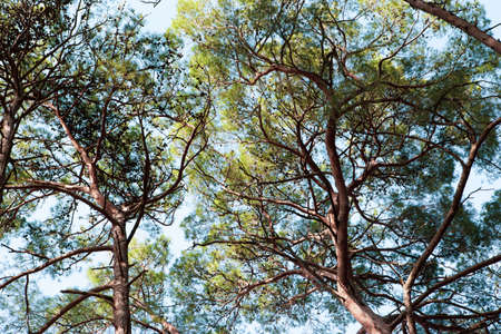Tops of pine trees on a sunny day. Beautiful landscape of pine forest in summer day. The tall trees of the pine trees growing in the old forestの写真素材