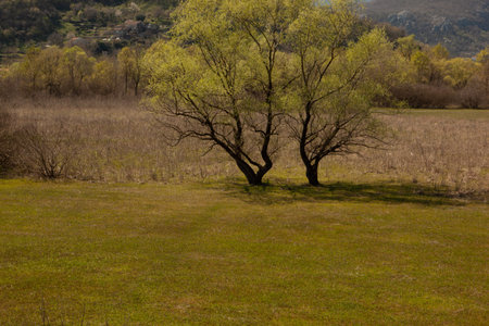 Two beautiful trees in a green landscape. Twin trees in green field on a sunny warm autumn morning. High-quality photoの写真素材