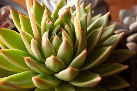 Green succulent plant with thick funny leaves, close-up. Top view of echeveria with red tips. High-quality photoの写真素材