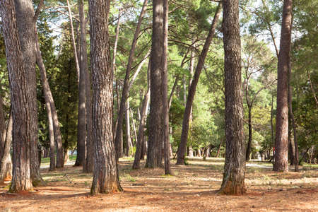 Pine forest on a sunny day. Beautiful landscape of pine forest in summer day. Nature Wallpaperの写真素材