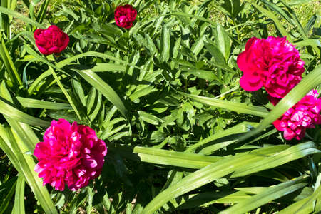 Bright burgundy fresh peonies in the summer garden at the sun day. Bright congratulations on the holiday. Peonies growing on bush shot at close rangeの写真素材