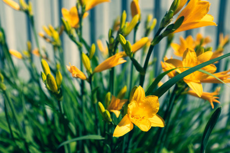 Blooming yellow lilies growing in the garden of a sunny day. Yellow lilies bush. Floral background. Picture for post, screensaver, wallpaper, postcardの写真素材
