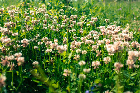 White clover on summer meadow. Blooming clover flowers in green grass. Summer grassal background. Picture for post, screensaver, wallpaper, postcardの写真素材