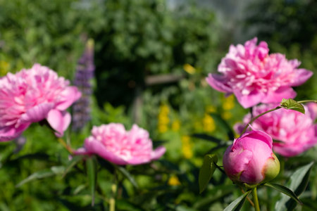 Selective focus: pink peonies in the summer garden at the sun day. Bright congratulations on the holiday. Peonies growing on bush shot at close rangeの写真素材
