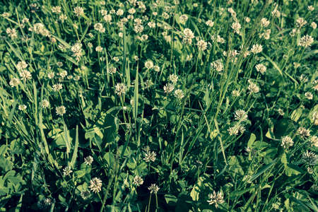 Selective focus: clover flowers on green meadow in summer, top view. Background from clovers flowers in grass. Natural summer textureの写真素材