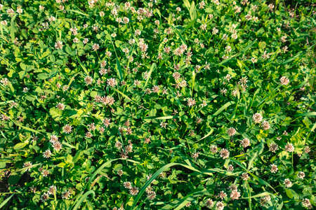 White clover on summer meadow. Blooming clover flowers in green grass. Summer grassal background. Picture for post, screensaver, wallpaper, postcardの写真素材