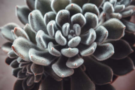 Beautiful ornamental blue succulent with thick fluffy leaves, close-up. Top view of echeveria plant. High quality photoの写真素材
