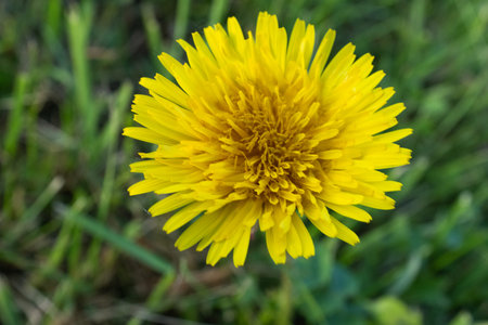 A single yellow dandelion close-up in grass. Top view of dandelion flower with positive saying. High quality photoの写真素材
