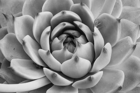 Black and white echeveria succulent plant, close-up. Macro fresh cacti plant. Gray succulent rosette background. Floral backdrop. High-quality photoの写真素材