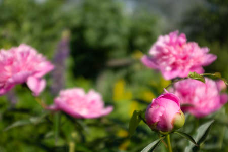 Selective focus: pink peonies in the summer garden at the sun day. Bright congratulations on the holiday. Peonies growing on bush shot at close rangeの写真素材