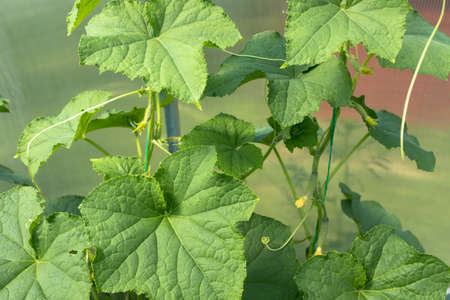 Cucumber plants with green leaves and flowers of vegetable grow in greenhouse, closeup. Organic food agriculture concept. High quality photoの写真素材