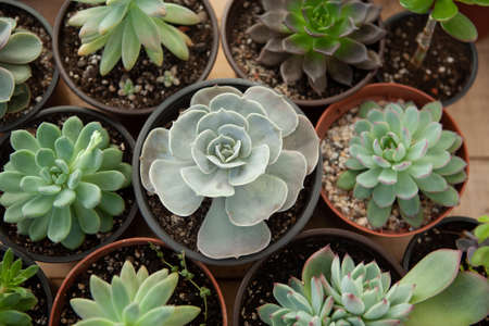 Succulents rosettes in pots, top view. Composition of colorful varieties of echeveria and sedum plants. High quality photoの写真素材