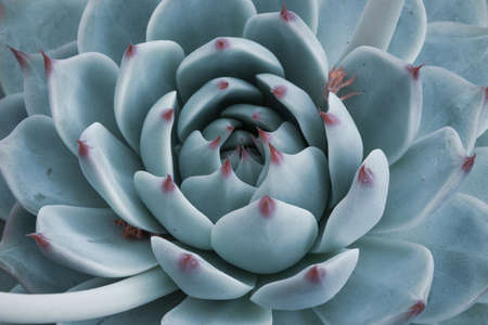 Macro sky blue Succulent Plant. Rosette of Echeveria with thick funny leaves, top view. Texture background. Nature concept. Floral backdrop. Beautiful detail. High quality photoの写真素材